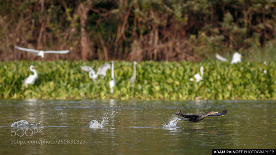 Canon EOS 70D sample photo. Neotropic cormorant in flight photography