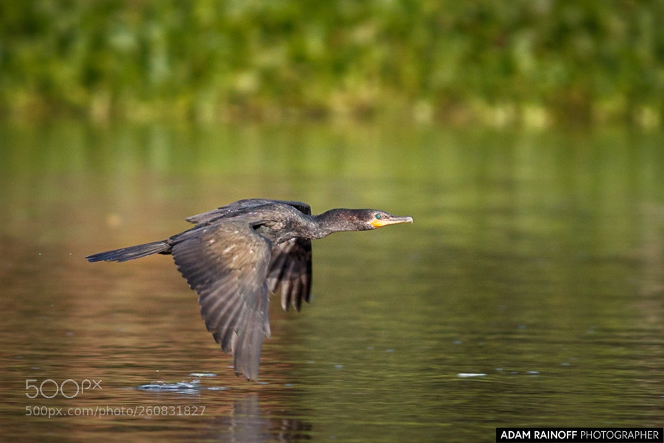 Canon EOS 70D sample photo. Neotropic cormorant in flight photography