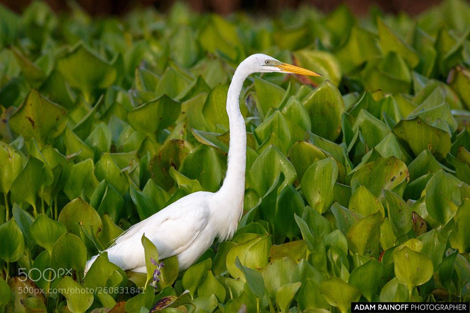 Canon EOS 70D sample photo. Great egret guarinocito caldas photography