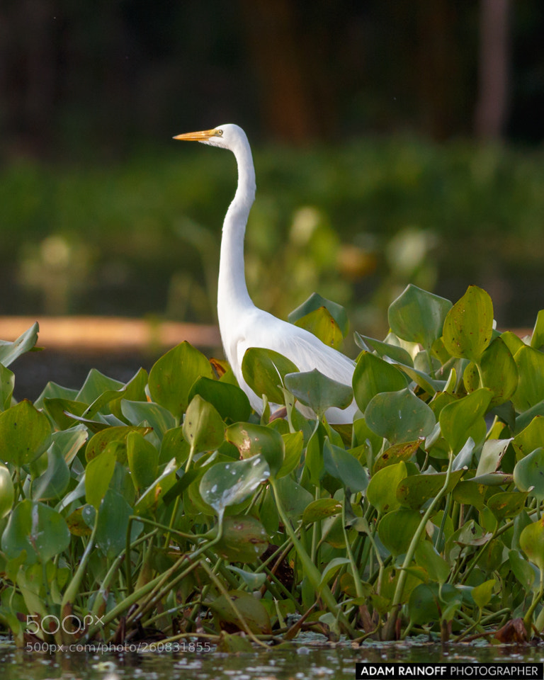 Canon EOS 70D sample photo. Great egret guarinocito caldas photography