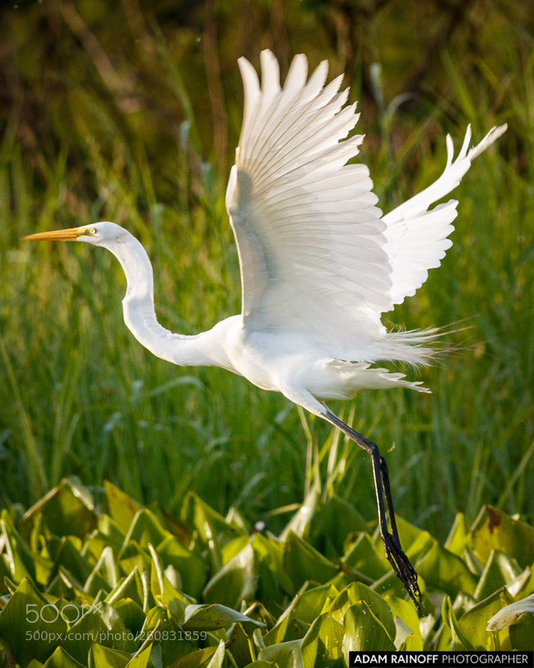 Canon EOS 70D sample photo. Great egret guarinocito caldas photography
