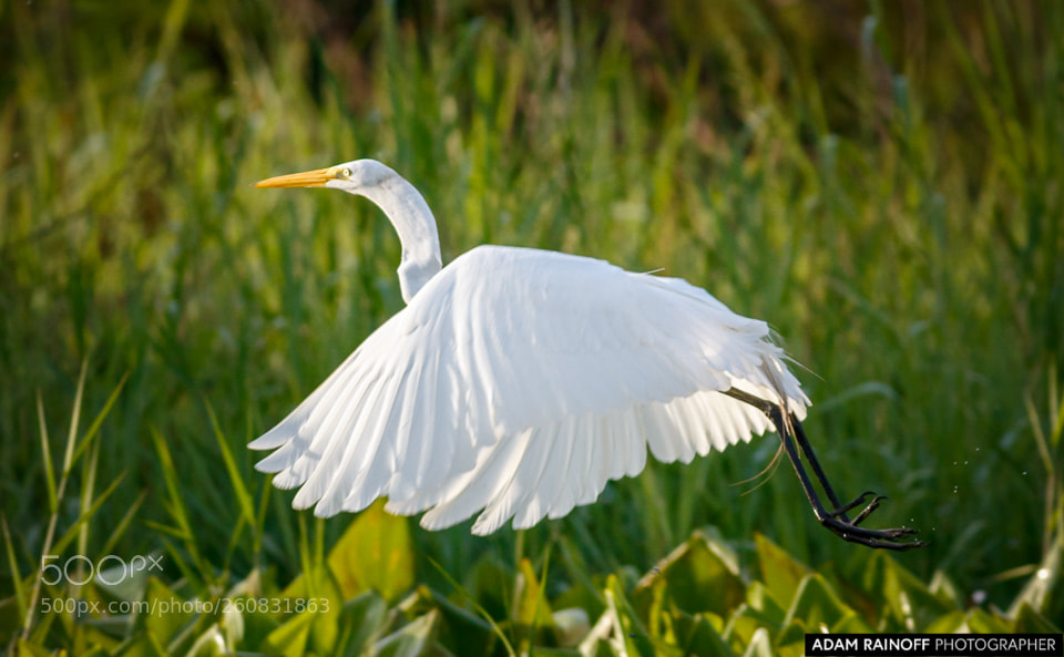 Canon EOS 70D sample photo. Great egret guarinocito caldas photography