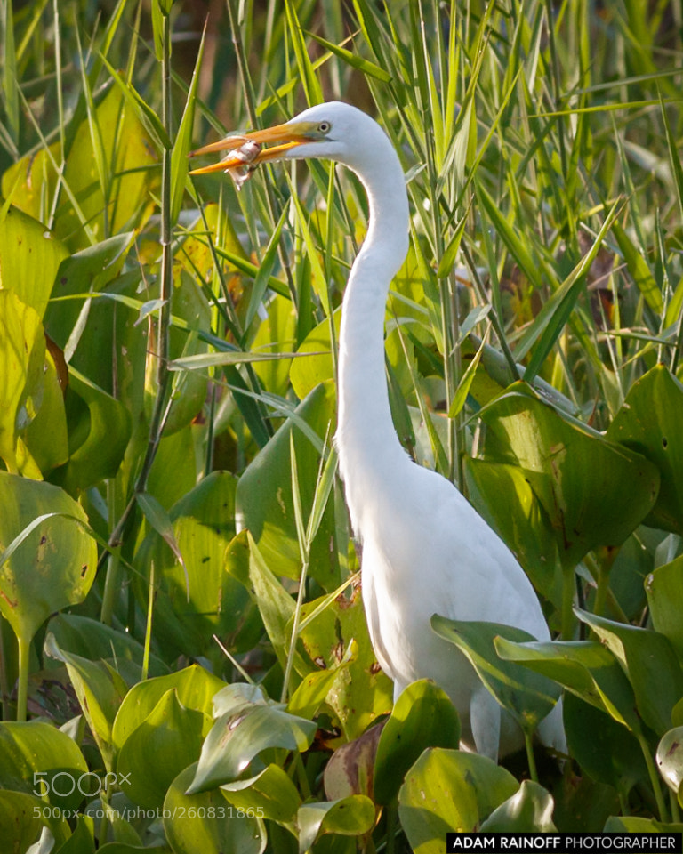 Canon EOS 70D sample photo. Great egret guarinocito caldas photography