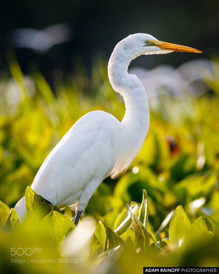 Canon EOS 70D sample photo. Great egret guarinocito caldas photography