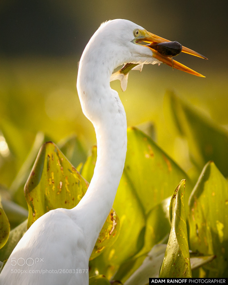 Canon EOS 70D sample photo. Great egret with fish photography