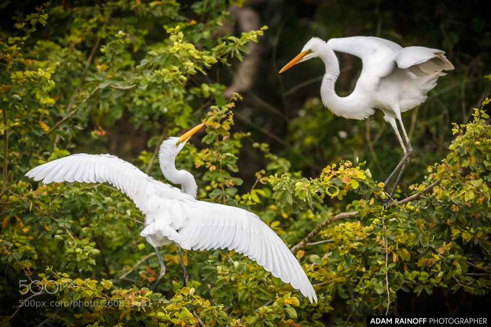Canon EOS 70D sample photo. Great egrets guarinocito caldas photography
