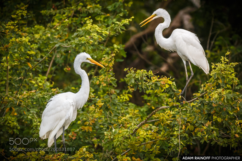 Canon EOS 70D sample photo. Great egrets guarinocito caldas photography