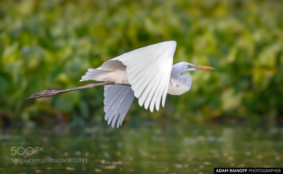 Canon EOS 70D sample photo. Great egret in flight photography