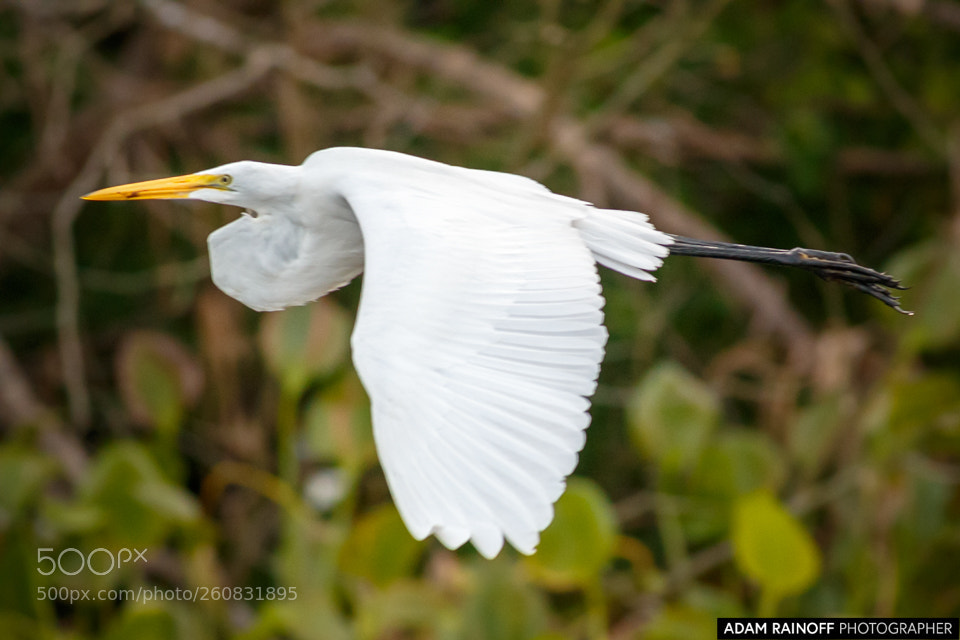 Canon EOS 70D sample photo. Great egret in flight photography