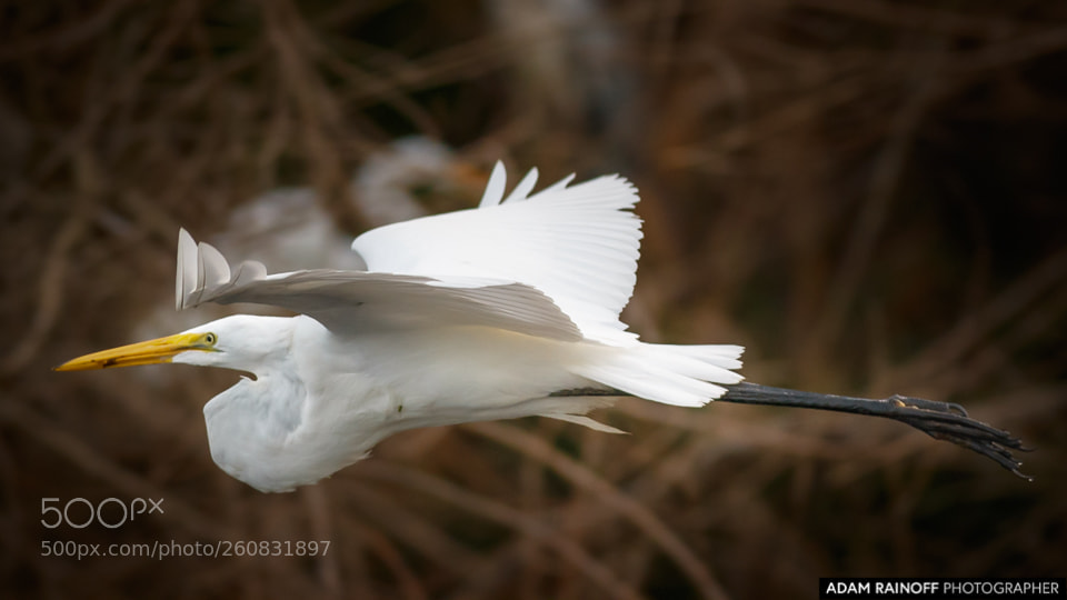 Canon EOS 70D sample photo. Great egret in flight photography
