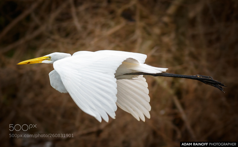 Canon EOS 70D sample photo. Great egret in flight photography