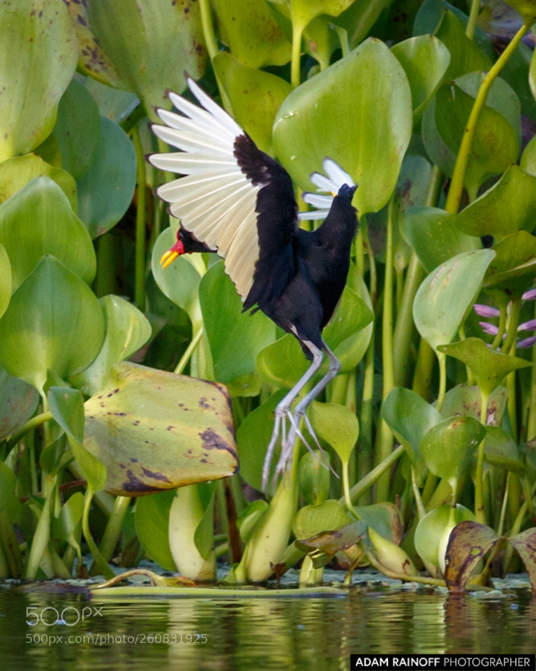 Canon EOS 70D sample photo. Wattled jacana guarinocito caldas photography