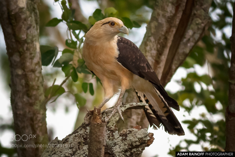 Canon EOS 70D sample photo. Yellow headed caracara guarinocito photography