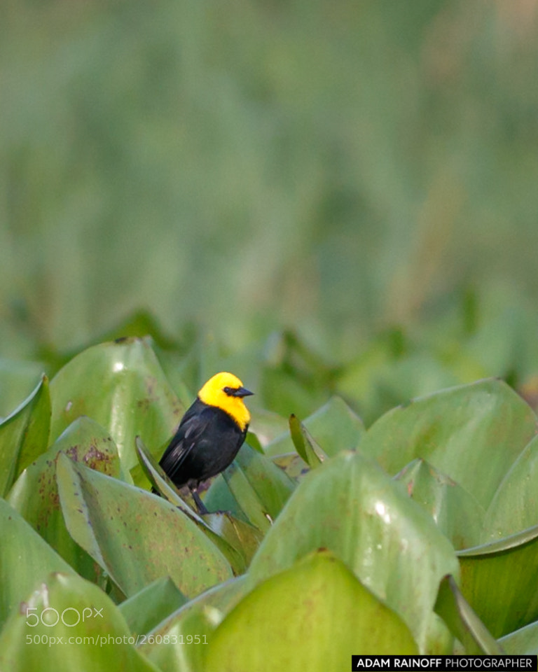Canon EOS 70D sample photo. Yellow hooded blackbird guarinocito photography