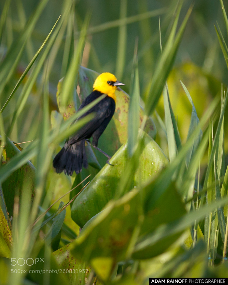 Canon EOS 70D sample photo. Yellow hooded blackbird guarinocito photography