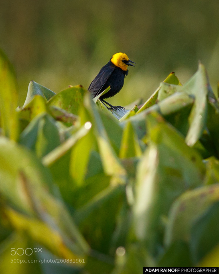 Canon EOS 70D sample photo. Yellow hooded blackbird guarinocito photography