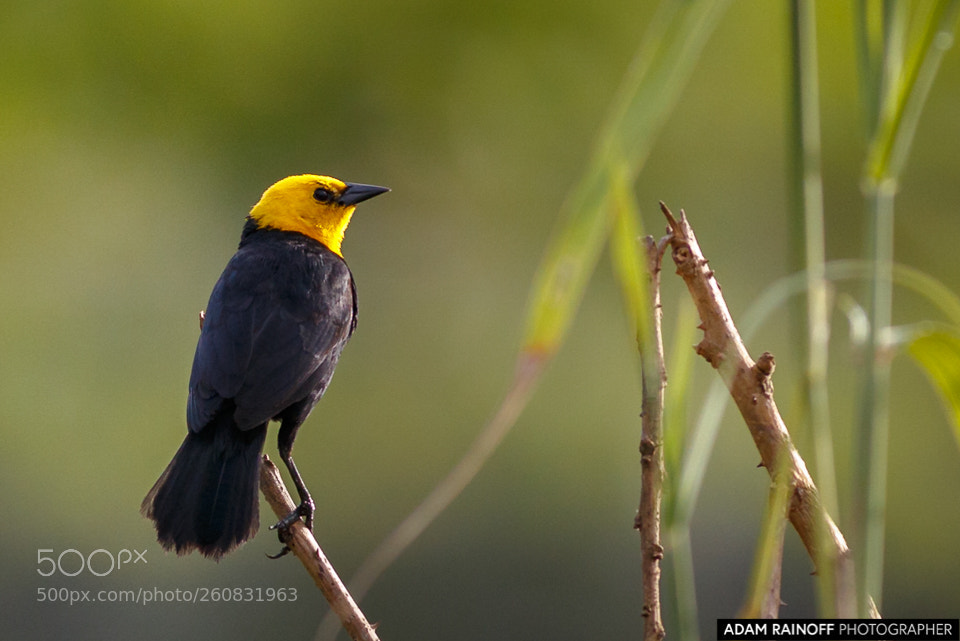 Canon EOS 70D sample photo. Yellow hooded blackbird guarinocito photography