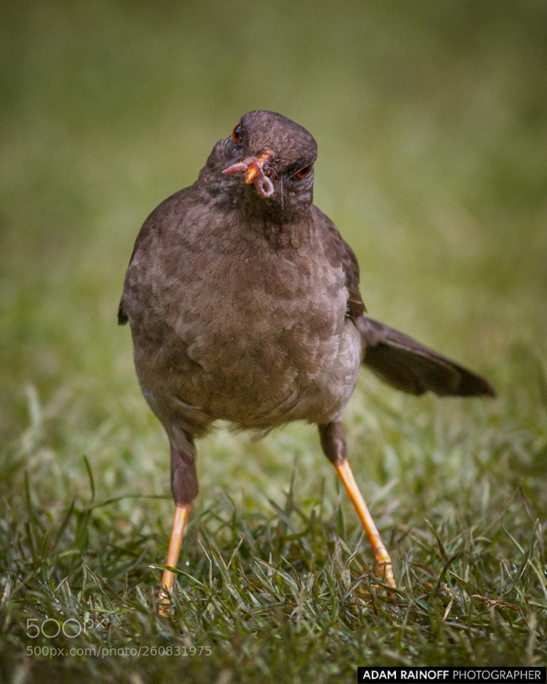 Canon EOS 70D sample photo. Great thrush with worm photography