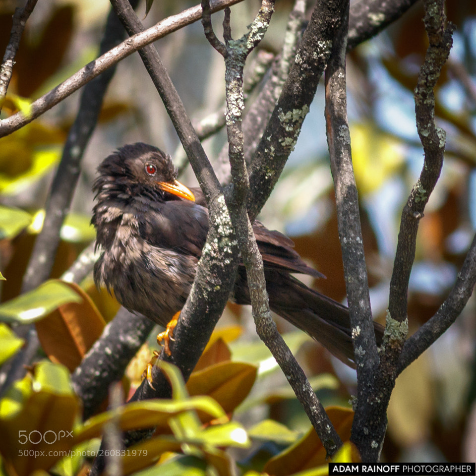 Canon EOS 70D sample photo. Great thrush jardin botanico photography