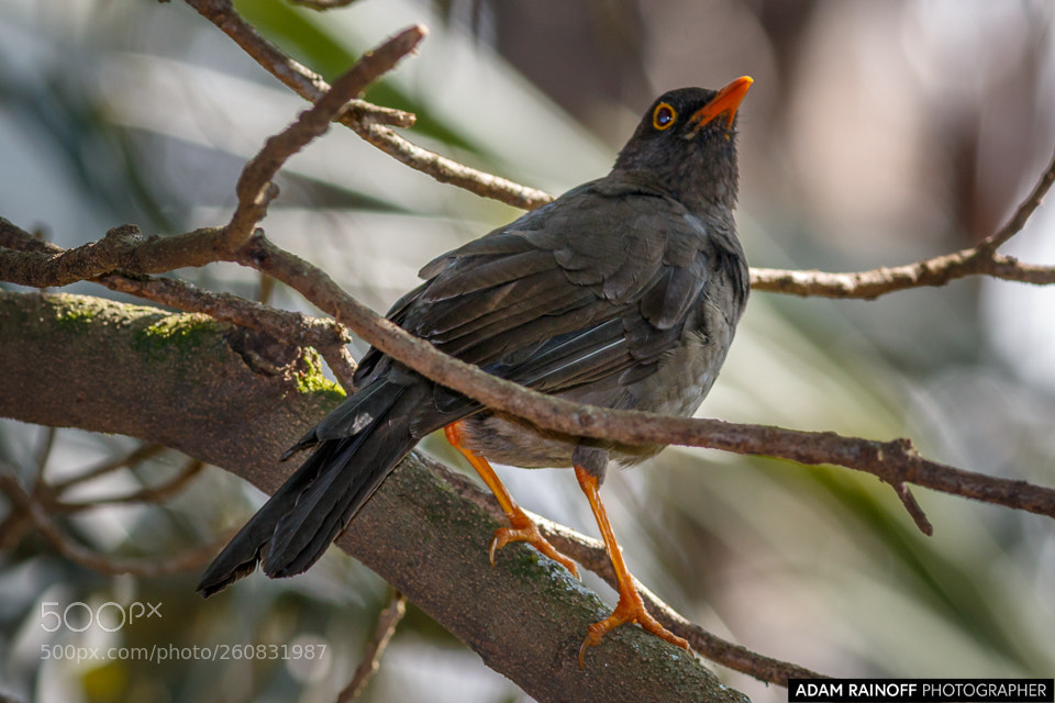 Canon EOS 70D sample photo. Great thrush jardin botanico photography