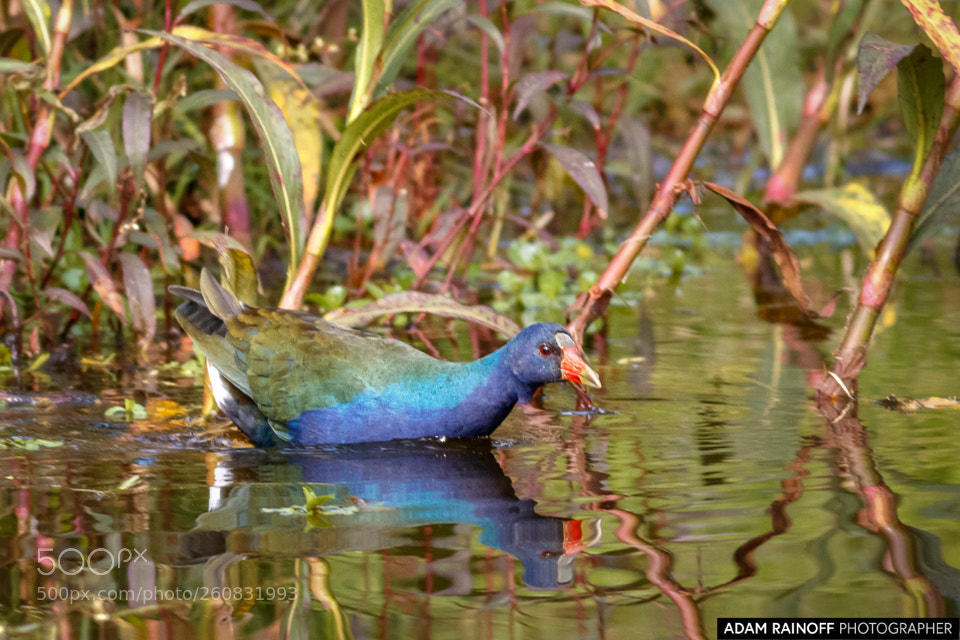 Canon EOS 70D sample photo. Purple gallinule jardin botanico photography