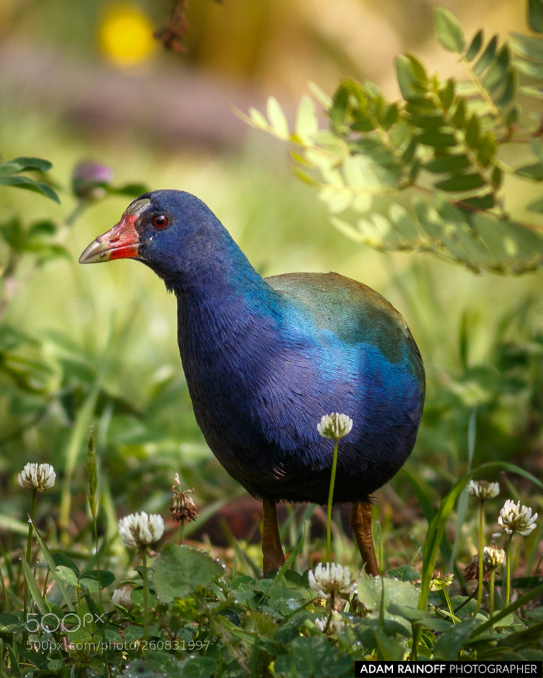Canon EOS 70D sample photo. Purple gallinule jardin botanico photography
