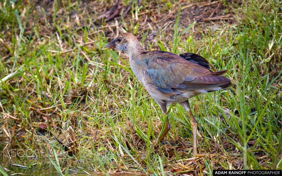 Canon EOS 70D sample photo. Juvenile purple gallinule jardin photography