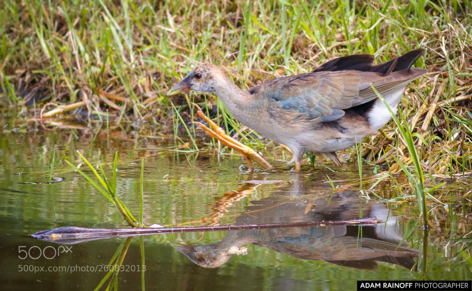 Canon EOS 70D sample photo. Juvenile purple gallinule jardin photography