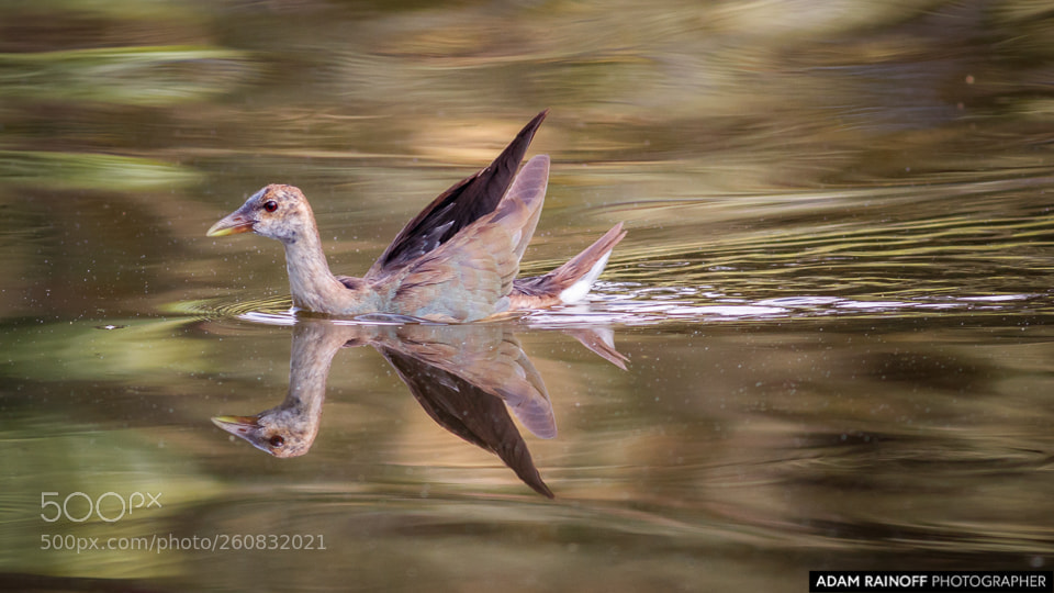 Canon EOS 70D sample photo. Immature purple gallinule jardin photography