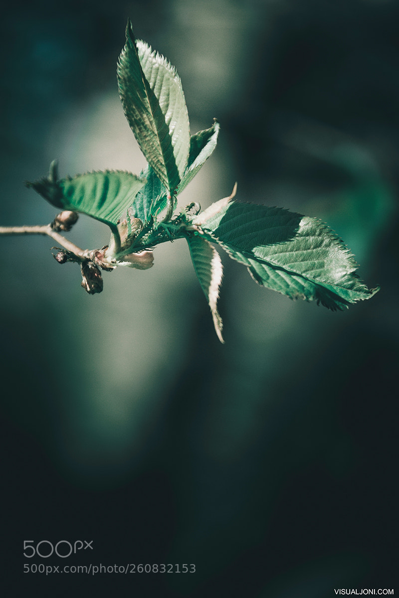 Canon EOS 7D sample photo. Spring photography