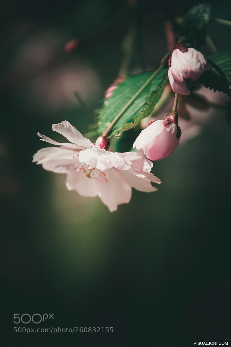 Canon EOS 7D sample photo. Spring photography