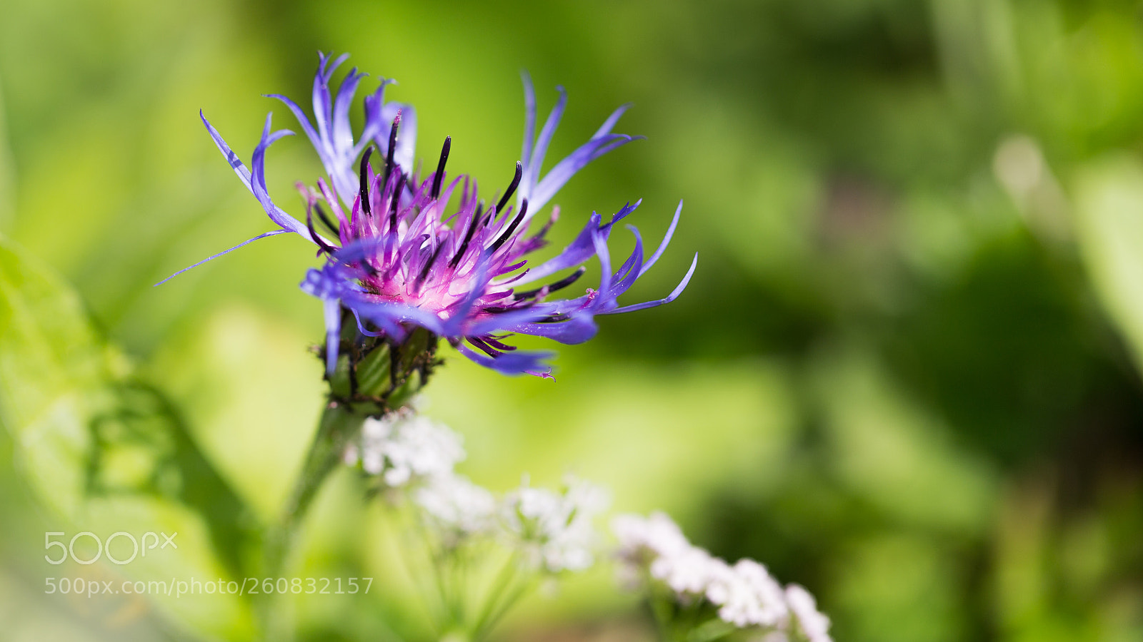 Canon EOS 6D sample photo. Alpenblume photography