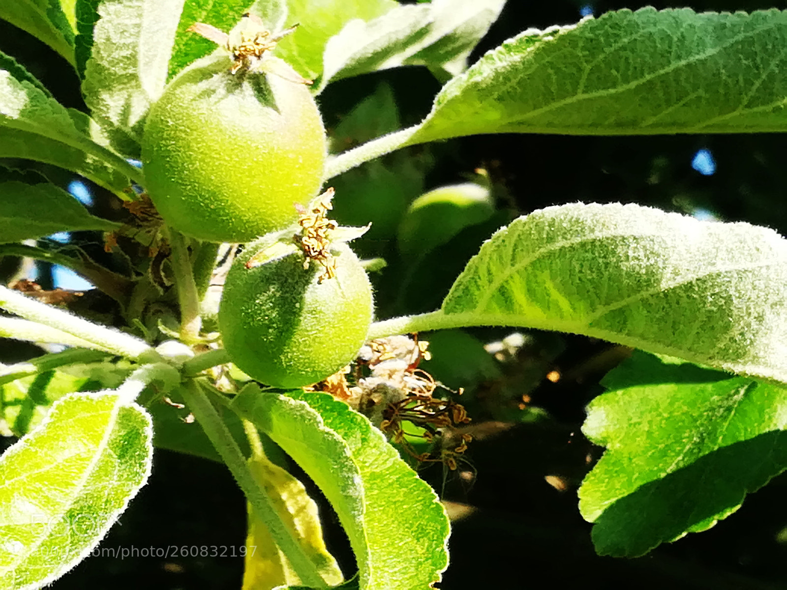 HUAWEI P10 lite sample photo. Green apples photography