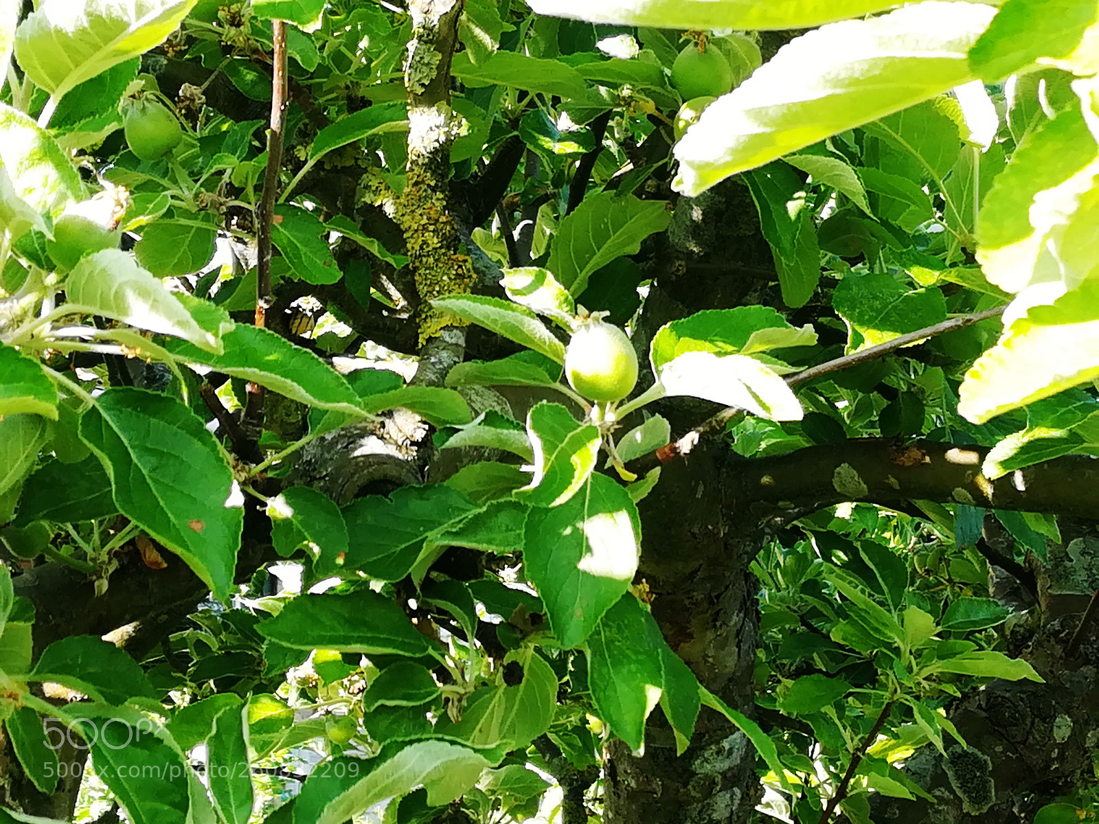 HUAWEI P10 lite sample photo. No ordinary green apple photography