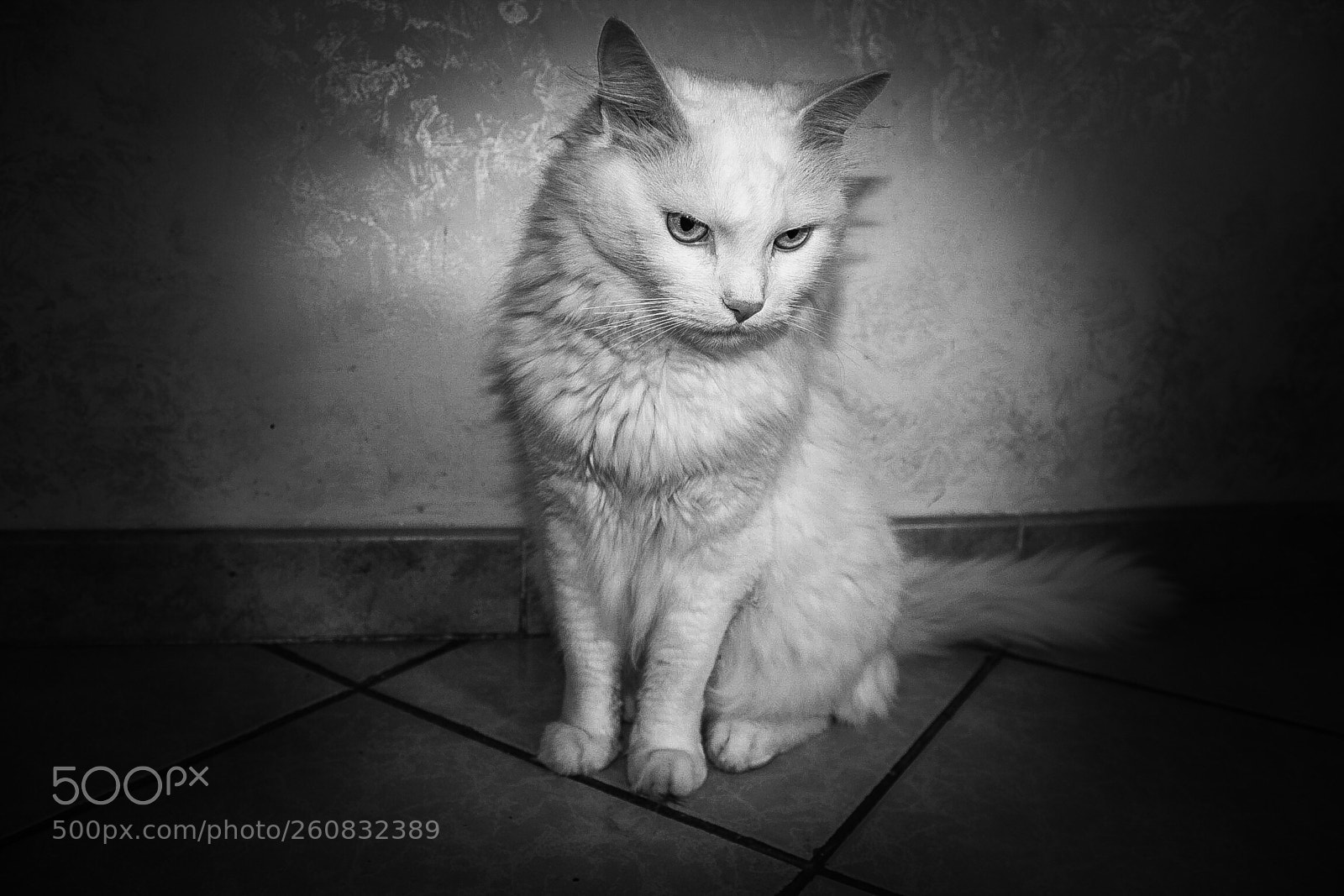 Canon EOS 550D (EOS Rebel T2i / EOS Kiss X4) sample photo. Cat mood photography