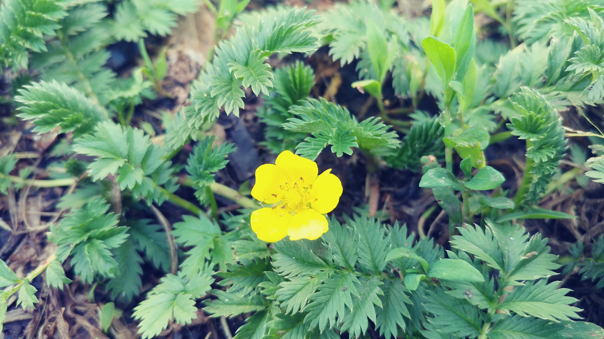 LG V20 sample photo