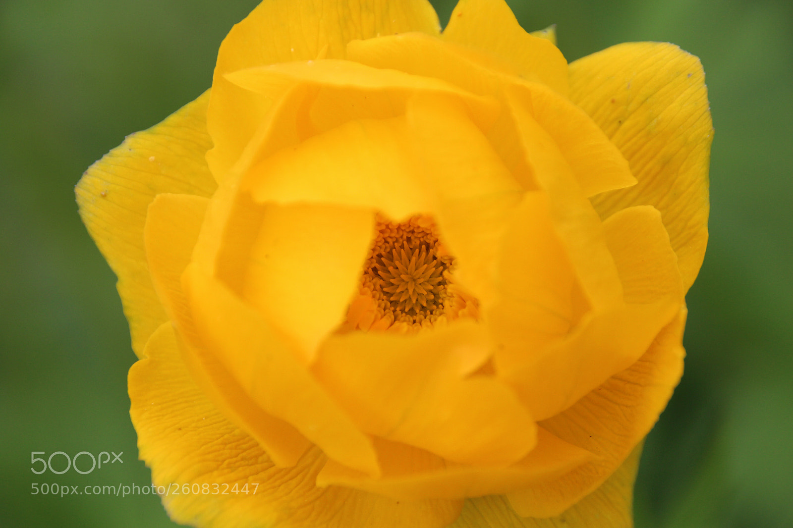 Canon EOS 700D (EOS Rebel T5i / EOS Kiss X7i) sample photo. Summer photography