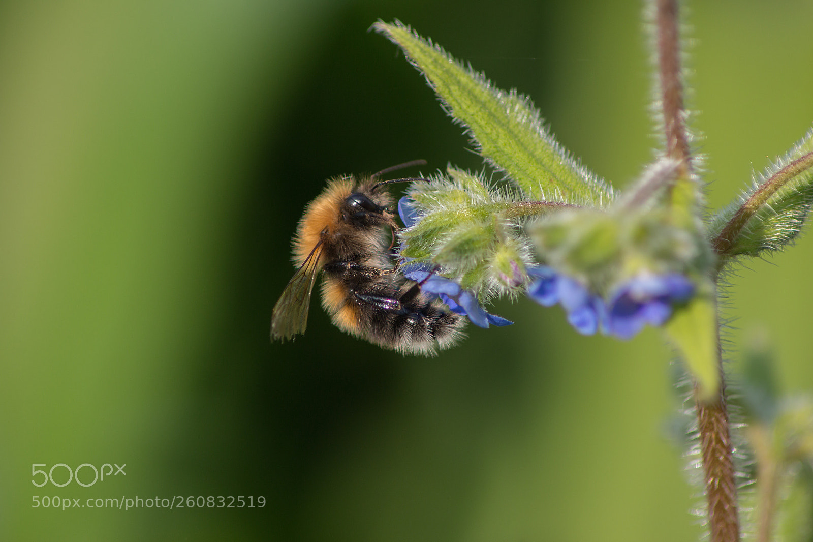 Canon EOS 70D sample photo. Bumblebee photography