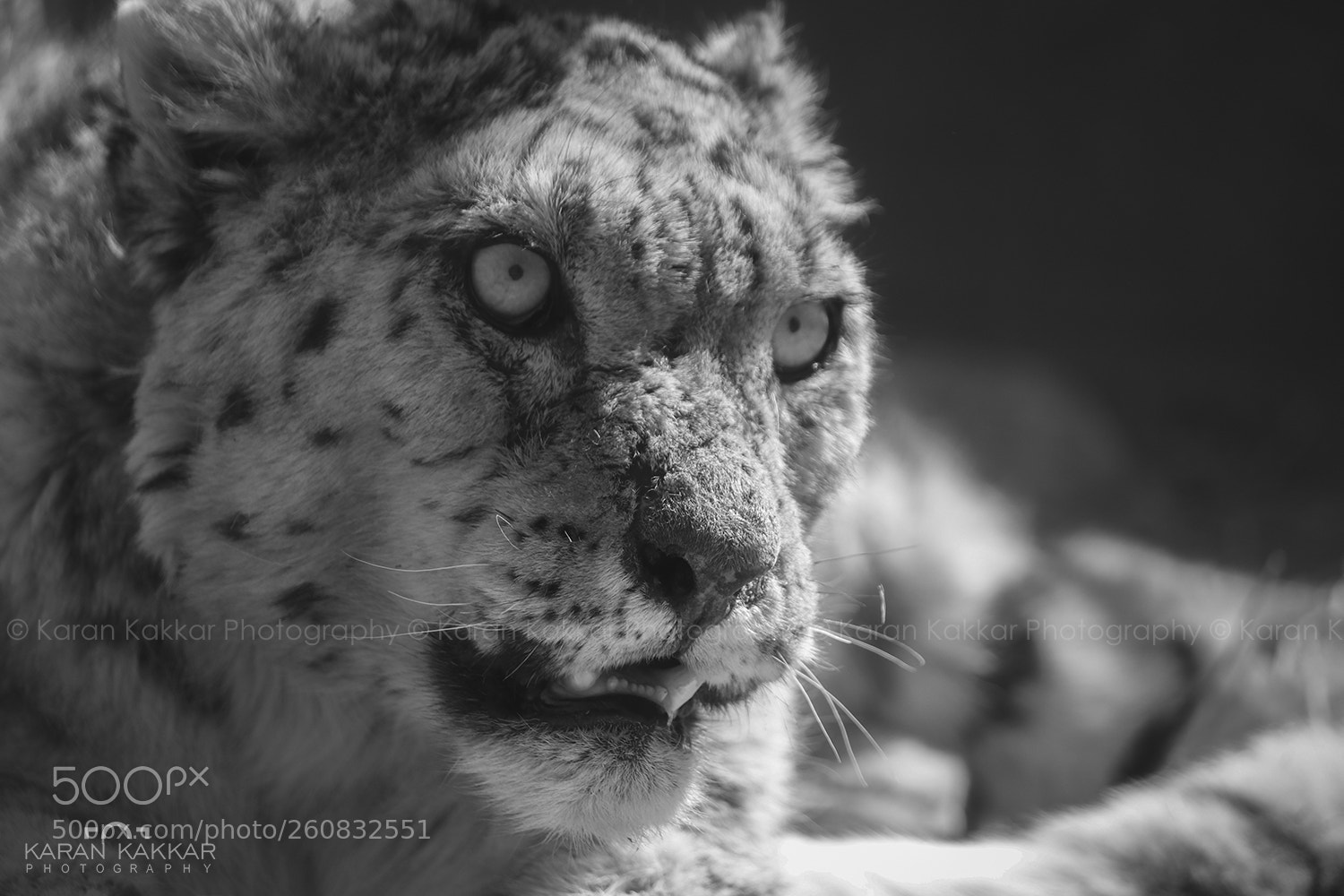 Canon EOS 80D sample photo. Snow leopard photography
