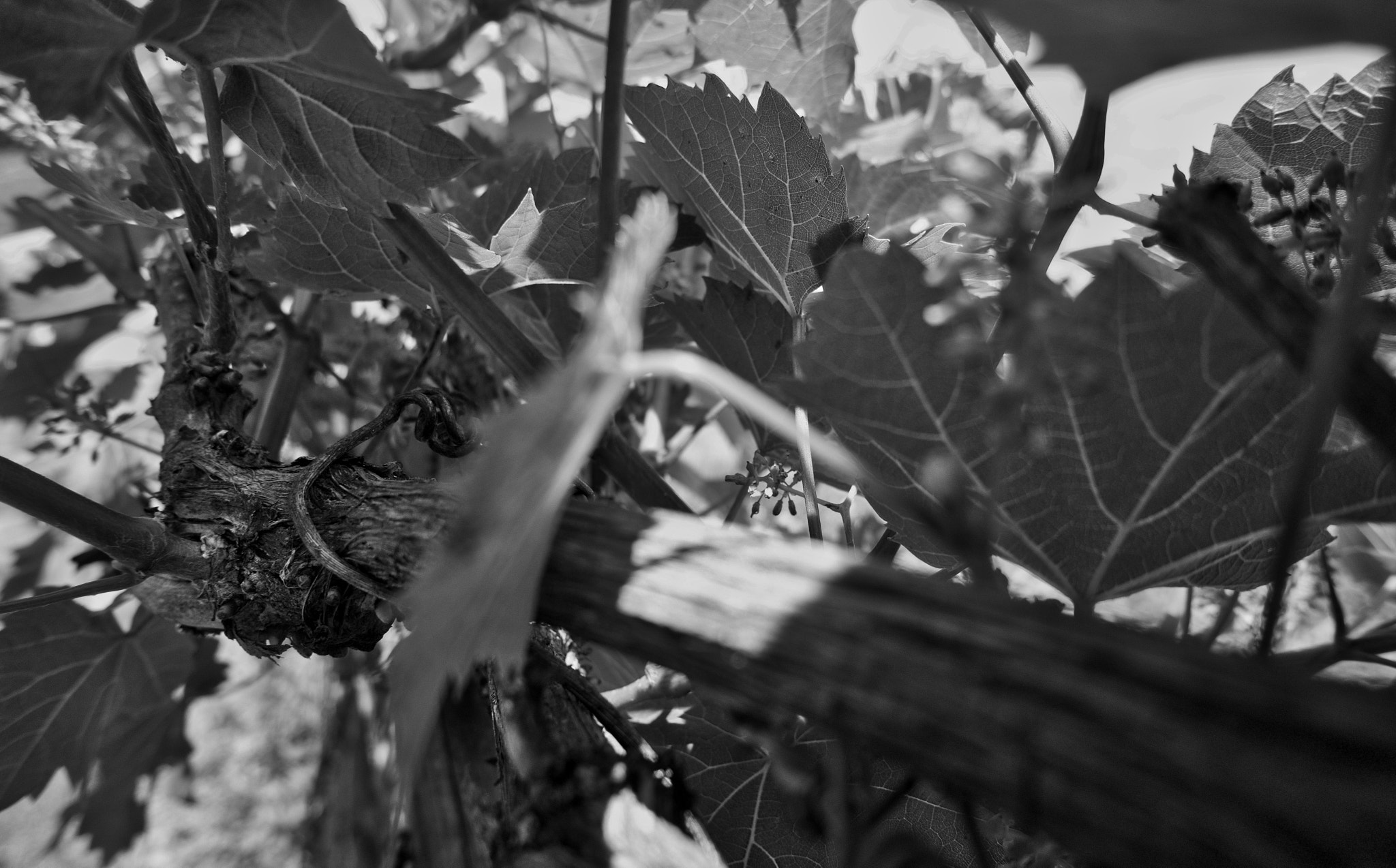 Sony Alpha a5000 (ILCE 5000) sample photo. A l'intérieur d'une vigne. photography