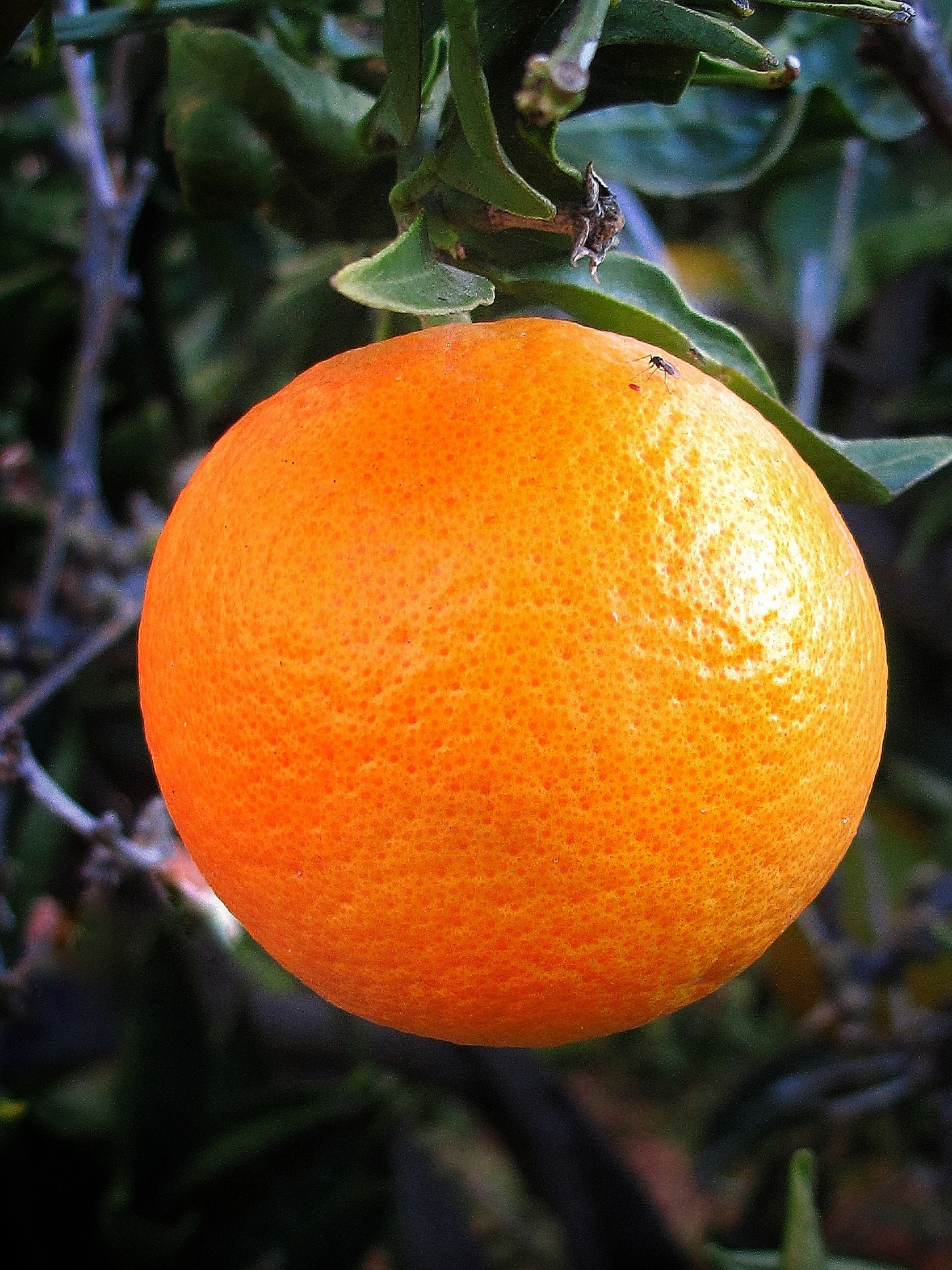 Canon PowerShot G10 sample photo. An orange is no lemon to a fly photography