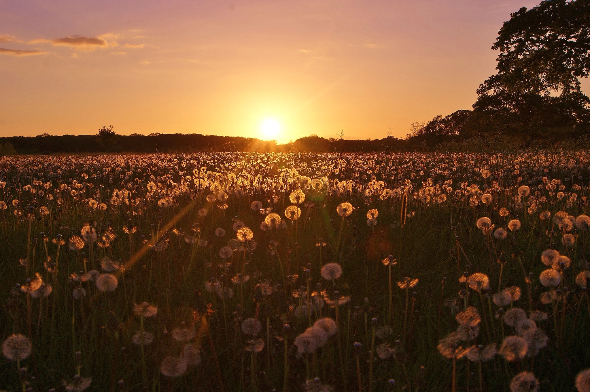 Sony Alpha DSLR-A380 sample photo. A sunset dandelion field ... photography