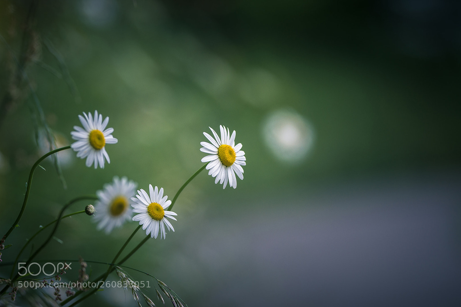 Nikon D7200 sample photo. On the side of photography