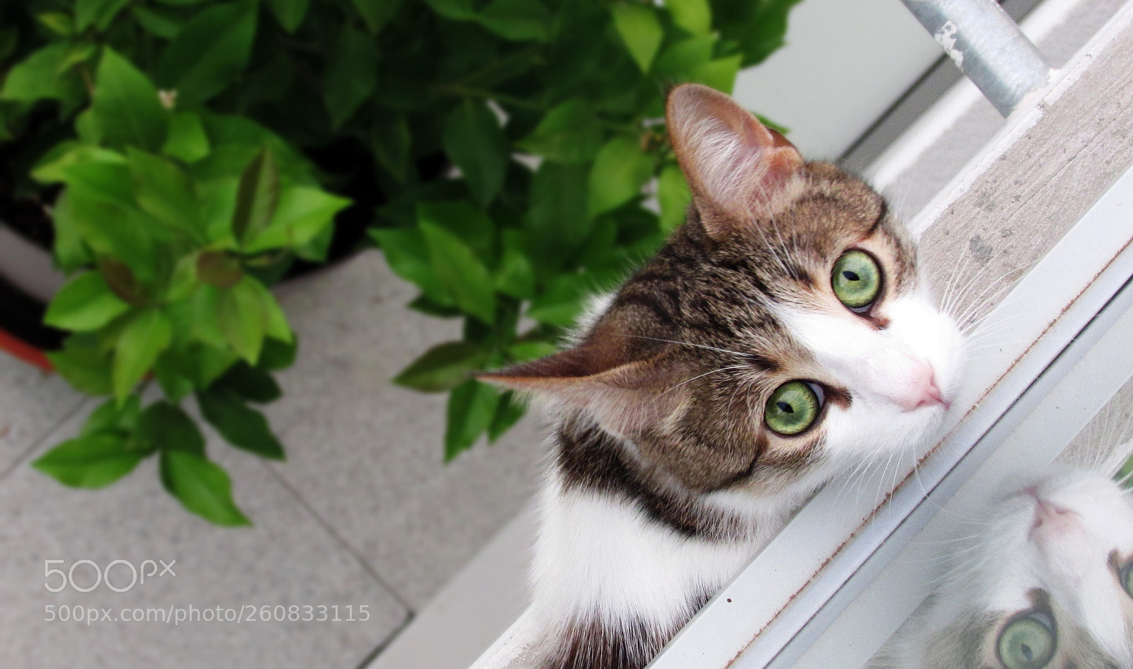 Canon PowerShot SX500 IS sample photo. K photography