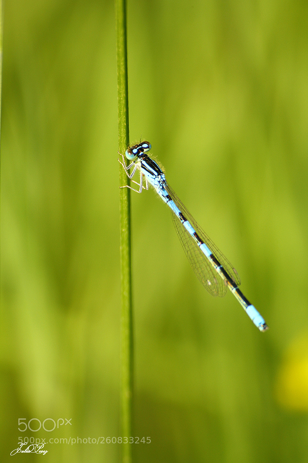 Canon EOS 550D (EOS Rebel T2i / EOS Kiss X4) sample photo. Agrion de mercure photography