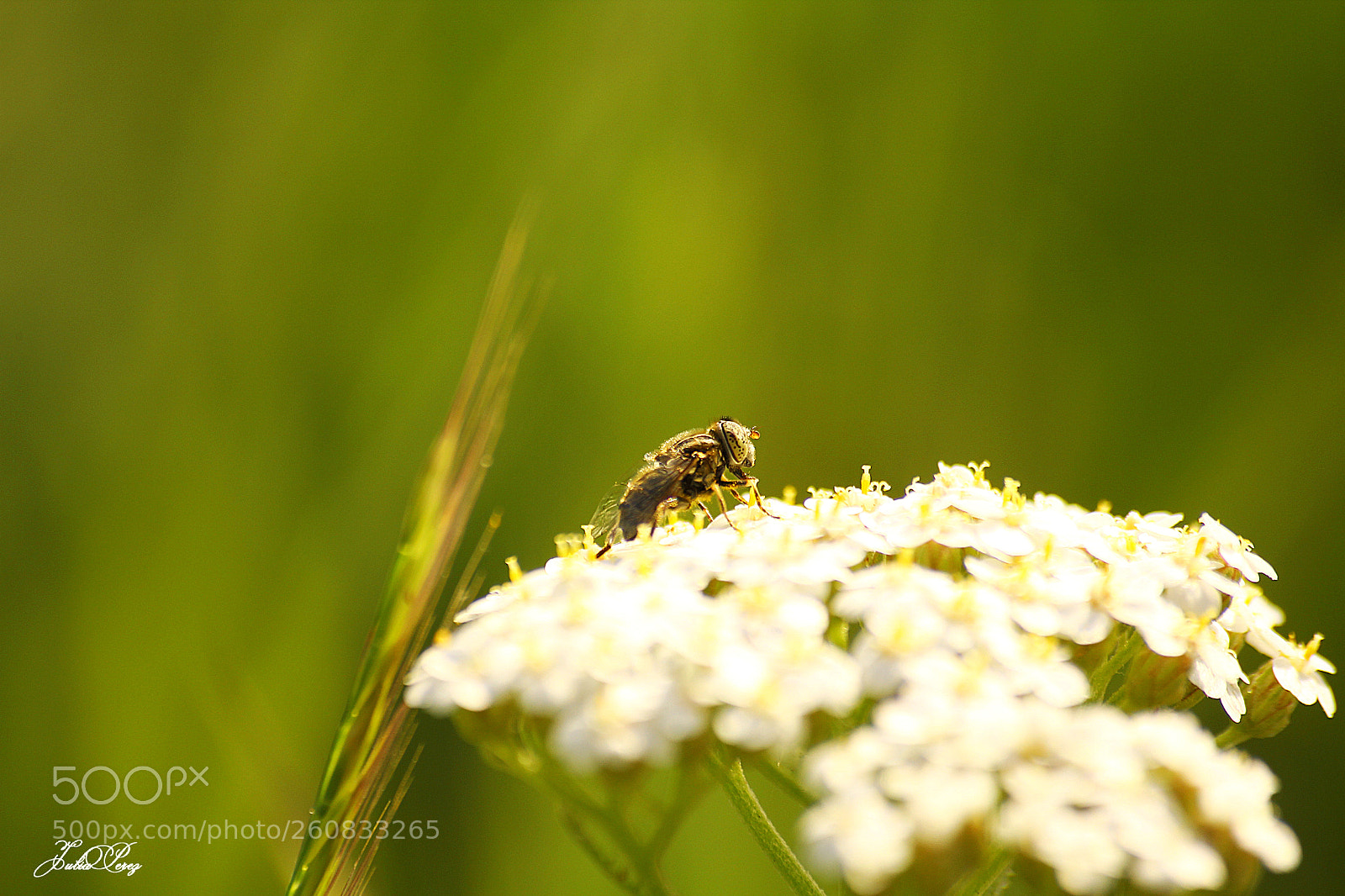 Canon EOS 550D (EOS Rebel T2i / EOS Kiss X4) sample photo. Mouche butineuse photography