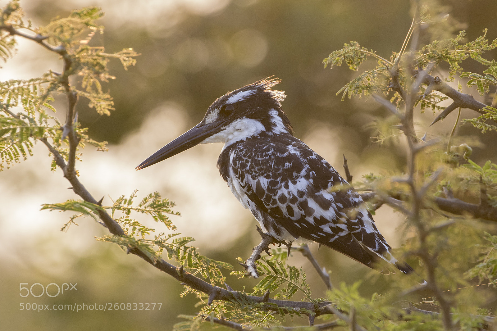 Canon EOS 7D Mark II sample photo. Evening lit pied kingfisher photography