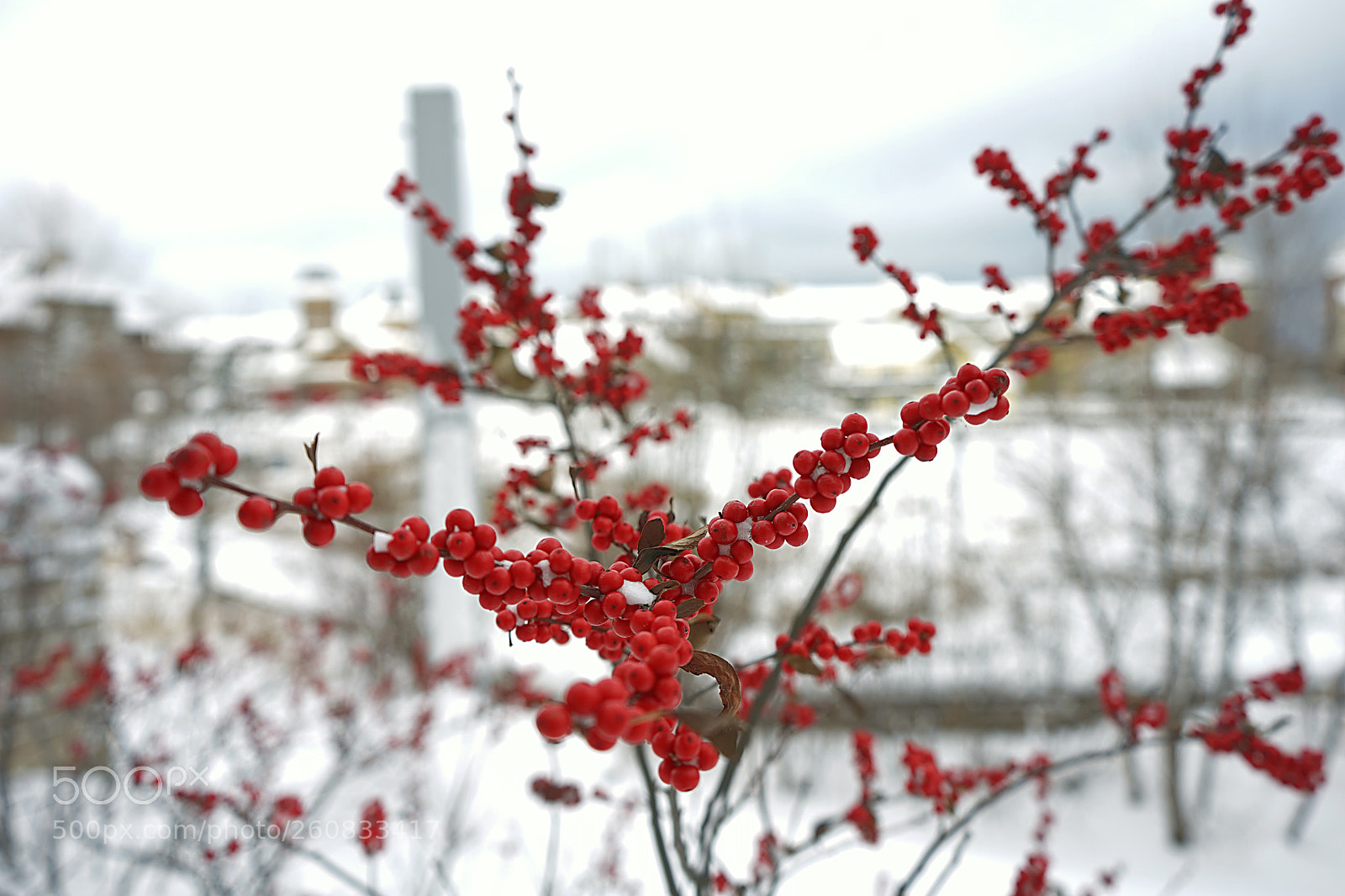 Sony a7 sample photo. It was berry cold. photography