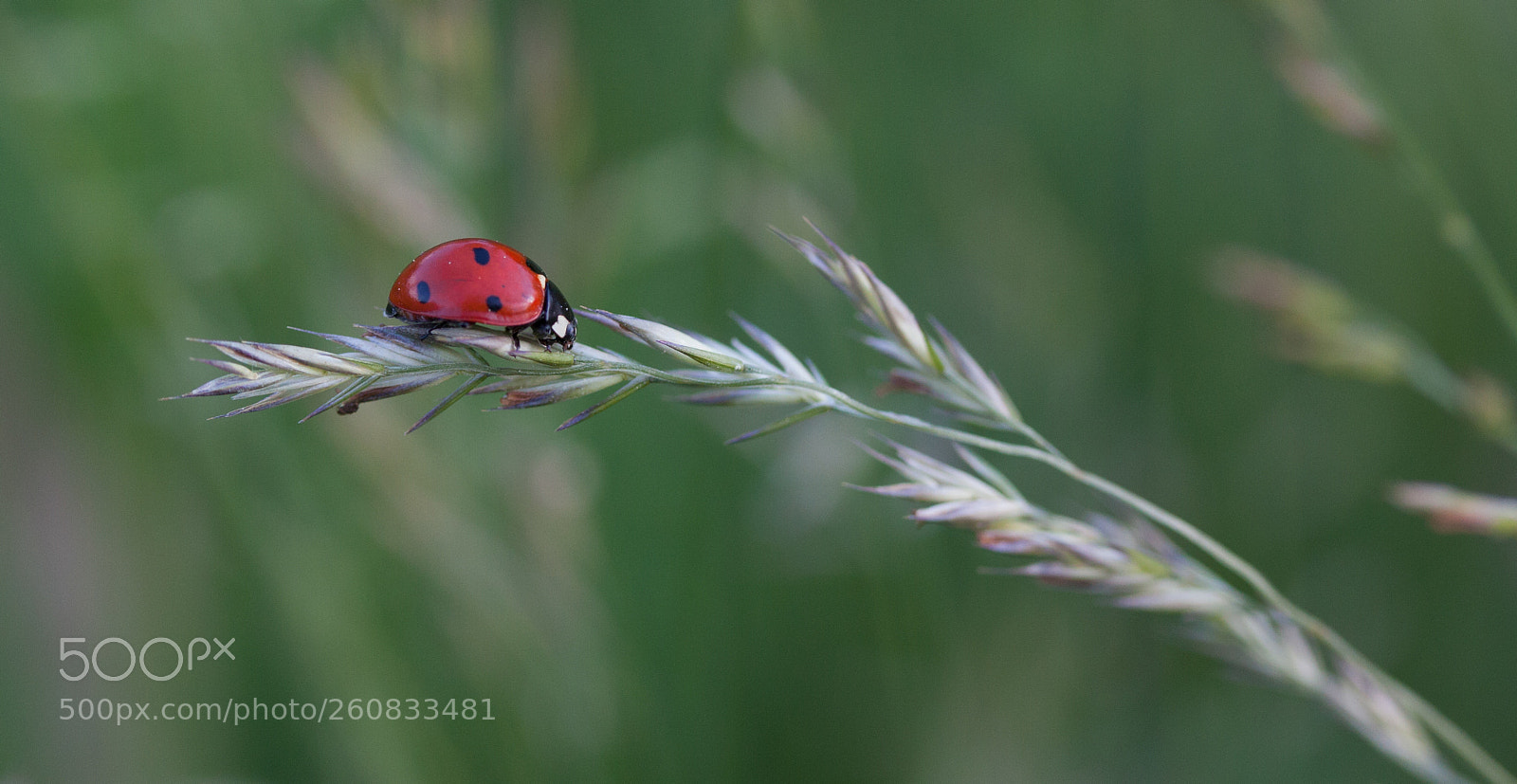 Canon EOS 50D sample photo. Sunbathing ladybird photography
