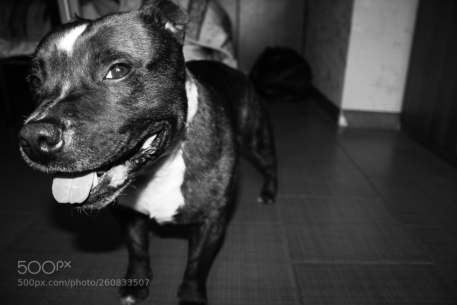 Canon EOS 550D (EOS Rebel T2i / EOS Kiss X4) sample photo. Staffordshire bullterrier  photography